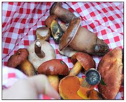 Image result for Xanthoconium separans