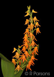 Image result for Polystachya leonardiana