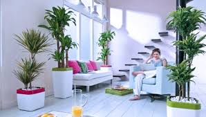 Yuk, simak langsung 8 tanaman dalam ruangan yang cocok untuk rumahmu! Tanaman Di Dalam Rumah Jaga Kesehatan Kulit Times Indonesia