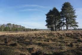 Na lang droog gelegen te hebben beginnen de plassen weer langzaam gevuld te raken. Wandelroutes Leersumse Veld Wandelen Op De Utrechtse Heuvelrug