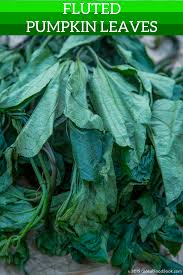 Image result for Telfairia occidentalis