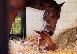 Pregnancy and foaling care for horses