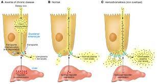 Jci Hepcidin Regulation Ironing Out The Details