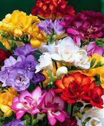 5 Freesia Bulbs Double Flowering Mix Mixed Bright Color Collection Bulbs Very Frgrant For Potting Flores Increibles Flores Bonitas Flores