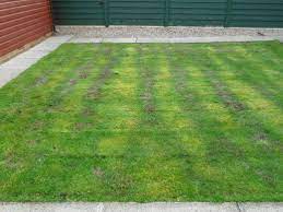 In general, it kills ugly weeds while granules: Too Much Weed And Feed Gardening Forums