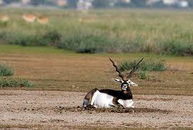 Scopri grazie a questo post la continua la lettura e scopri le principali specie presenti in africa. Animali Africani Dalla A Alla Z