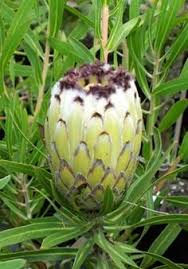 Maybe you would like to learn more about one of these? 28 March Flowers Ideas Australian Native Flowers Event Flowers Gift Bouquet