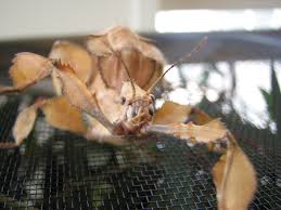 How To Keep A Pet Spiny Leaf Insect 7 Steps With Pictures Instructables