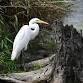 Migratory Bird Hike