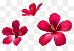 Frames remembrance poppy flower, fiori, flower arranging, decoupage png. Fiori Rosa Png Trasparente E Fiori Rosa Disegno Invito A Nozze Fiore Rosa Fiori Di Vettore