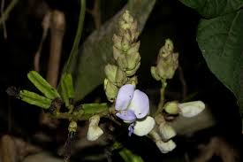 Image result for Psophocarpus scandens