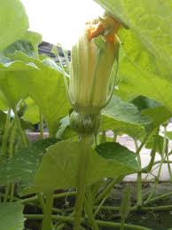 And is there anything i can do? A Single Pumpkin Flower Has Both Male Female Organs 410852 Ask Extension