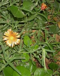 Image result for Lampranthus spp.