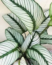 Gli amanti dei colori accesi non potranno non cedere al fascino dell'ipomea, pianta tropicale che sa coniugare tutta il sedum, dalle foglie particolari e dal portamento. Arredare Con Le Piante 13 Idee Per Scegliere Lo Styling Giusto