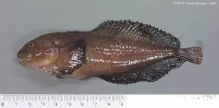 Image result for Liparis