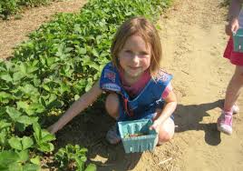 1545 san antonio ave, many, la 71449, usa osoite. Fun Family Outing Strawberry Picking In Louisiana Macaroni Kid New Orleans
