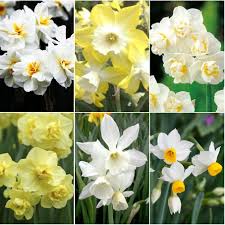 Fragrant Mix Daffodil Bulbs Buy Daffodil Bulbs In Bulk At Edenbrothers Com Daffodil Bulbs Bulb Flowers Daffodils