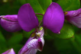 Image result for Polygala filicaulis