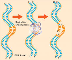 This is in contrast to mutations, which are changes in the genomes of organisms. 18 Genetic Engineering Biology Libretexts