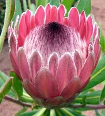 The king protea, (protea cynaroides), is a flowering plant. Protea Seeds Seeds For Africa