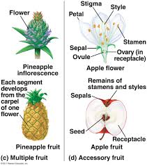 'fruit' could be both a countable or uncountable noun. Seeds And Fruits Biology4isc