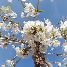 The following table shows some of the most popular ornamental cherry varieties, categorised by mature size and tree form. Prunus Snow Showers Or Hillings Weeping Weeping Fuji Cherry Trees