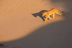 Skeleton of a sea lion in the sand, skeleton coast, namibia, africa. Wildlife Holidays In Africa For 2021 22 Naturetrek