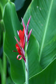 Image result for Cannaceae