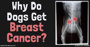 But try to think of the nuggets of wisdom below as suggestions — not as edicts or threats designed to freak you into silence. Treating Homeless Dogs Breast Cancer May Shed Light On Human Cancers