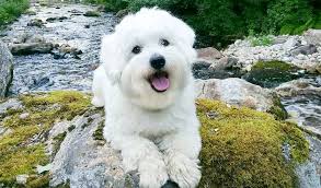 Long haired chihuahua, chihuahua, dog, dogs, animal, animals, long haired, dog breeds, dog breed, puppies, puppy. 20 Small Large White Dog Breeds Short Long Haired