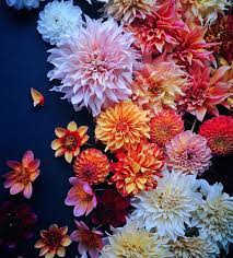 Find perfect flowers aesthetic pictures. Flower Aesthetic