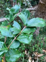 Image result for Galpinia transvaalica
