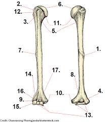 Learn the names by activity: Humerus Bone Quiz Anatomy