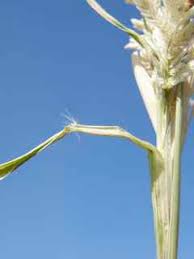 Image result for Eragrostis cilianensis