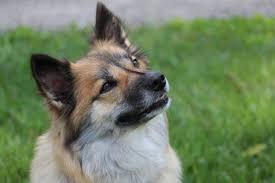 My goal has always been to breed and show healthy, happy dogs with excellent temperaments. The Icelandic Sheepdog Arnleifur