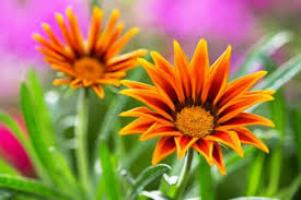 Fiori tipo margherita con quindici fiori tipo margherita con 7 petali tondeggianti. Fiori Arancioni Ideali Per Portare Colore Nel Giardino Autunnale