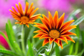 Forme e colori dei fiori sono ben conservati. Fiori Arancioni Ideali Per Portare Colore Nel Giardino Autunnale
