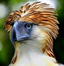 The other one will go for 1 monkey and kill the. Facebook