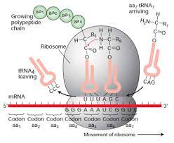 Moisture absorption and retention properties, and activity in alleviating skin photodamage of collagen polypeptide from marine fi sh skin // food chem. Protein Biochemistry Protein Synthesis Biochemistry Biology Facts Protein Synthesis