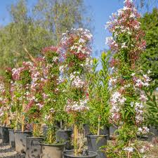 Image result for Jasminum polyanthum