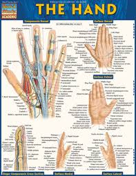 Image result for Hand Anatomy