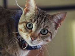 Image result for tbn:XlKqJDikDsTDFM::i132.photobucket.com/albums/q36/queen-elarab/cats/22.jpg