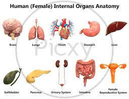 Human organs isometric flowchart demonstrated male and female internal organs and also blood transfusion donation and 3d printing vector illustration. Image Of Human Female Complete Internal Organs Anatomy Ij159770 Picxy