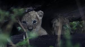 The tongue is a small part of the body (james 3:5). Explore Africa Like Never Before Wonderstruck