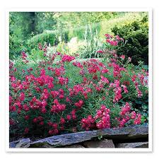 The flowers attract butterflies and the rose has been bred to resist disease. Rose Drift Red Ground Cover Rose Sugar Creek Gardens