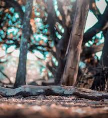Cb Background Download New 2019 Hd Dslr Blur Background Dslr Background Images Blur Photo Background