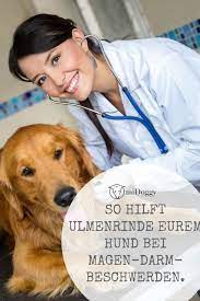 ulmenrinde als naturliches heilmittel bei magen darm problemen beim hund midoggy community welpen hunde hunde welpen erziehung