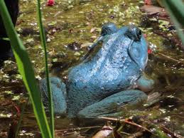 You can introduce the child to different animals in coloring pages on our website. Blue Is The New Green Rare Turquoise Coloured Bullfrog Spotted In Indiana Backyard Wildlife Earth Touch News