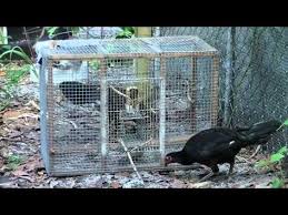 The Best Multi Catch Sparrow Trap In The World 12 Catch In Minutes Youtube Easy Canarios