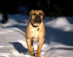 Baden Boerboels New Owners Page